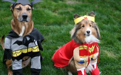 Support Local Animals and Enjoy Some Festive Fun at the Howl-O-Ween Fundraiser Pawty Near Village Square