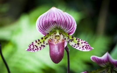 Enjoy a Taste of Spring During the Orchid Extravaganza at Longwood Gardens