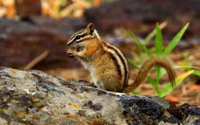 Enjoy the Remaining Days of Summer at Pennypack Park