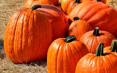 Get in the Autumn Spirit at the Wasson Market Fall Fest