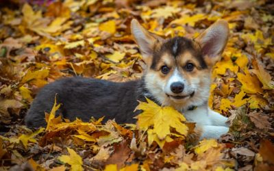 Bring Your Pup to Providence Animal Center’s Bark in the Park & Fall Festival