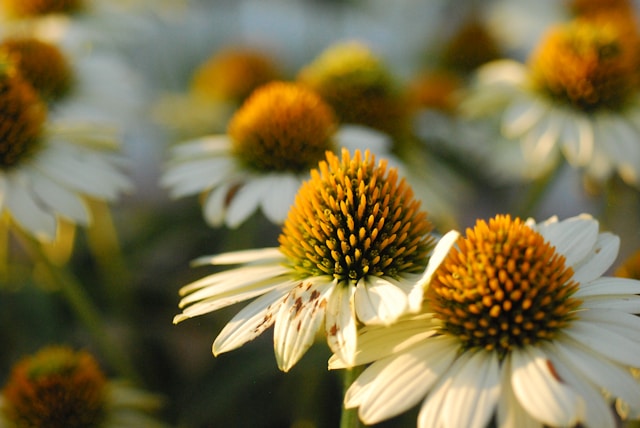 A Natural Garden Tour Near Madison Court Apartments